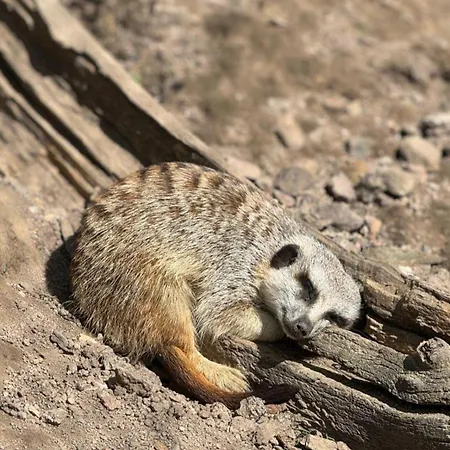 Forrest Glamp 豪华帐篷 *