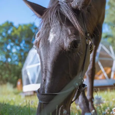 豪华帐篷 Forrest Glamp *