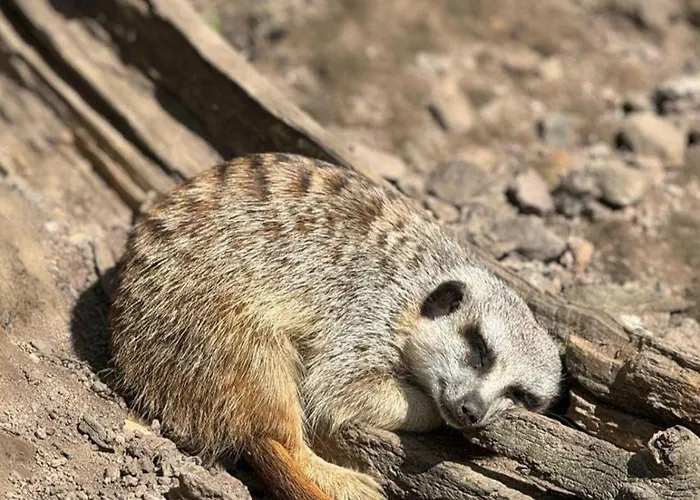 Forrest Glamp Luxusní stan *