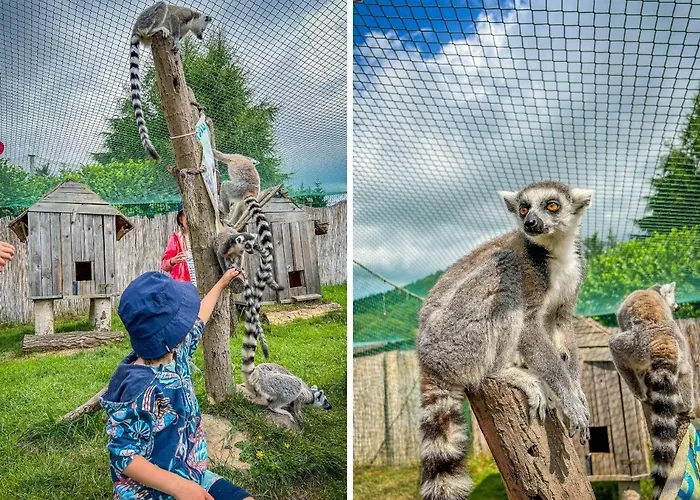 Forrest Glamp * Mieroszow