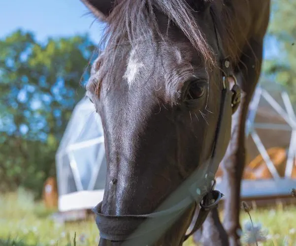 Luxusní stan Forrest Glamp *